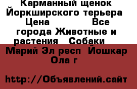 Карманный щенок Йоркширского терьера › Цена ­ 30 000 - Все города Животные и растения » Собаки   . Марий Эл респ.,Йошкар-Ола г.